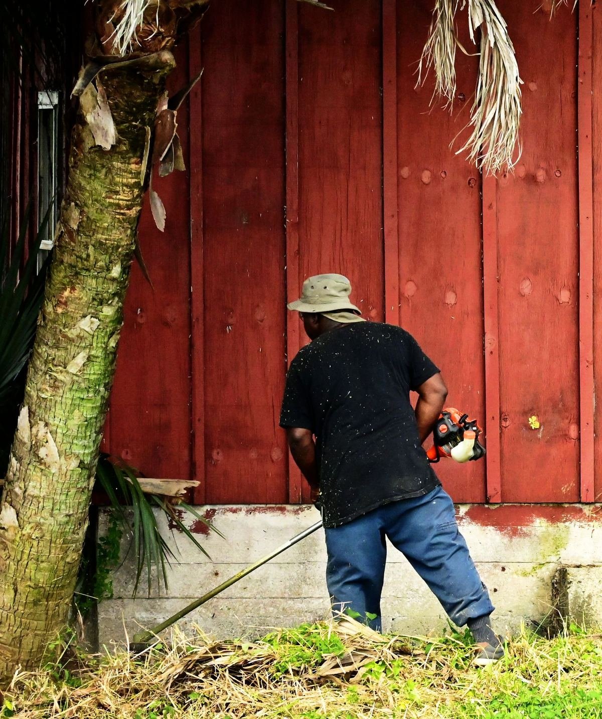 Débroussaillage au coupe-bordure sous un palmier à Piton Saint-Leu