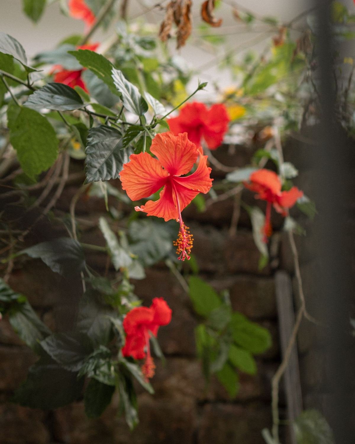 Hibiscus rouge dans un jardin créole de La Réunion