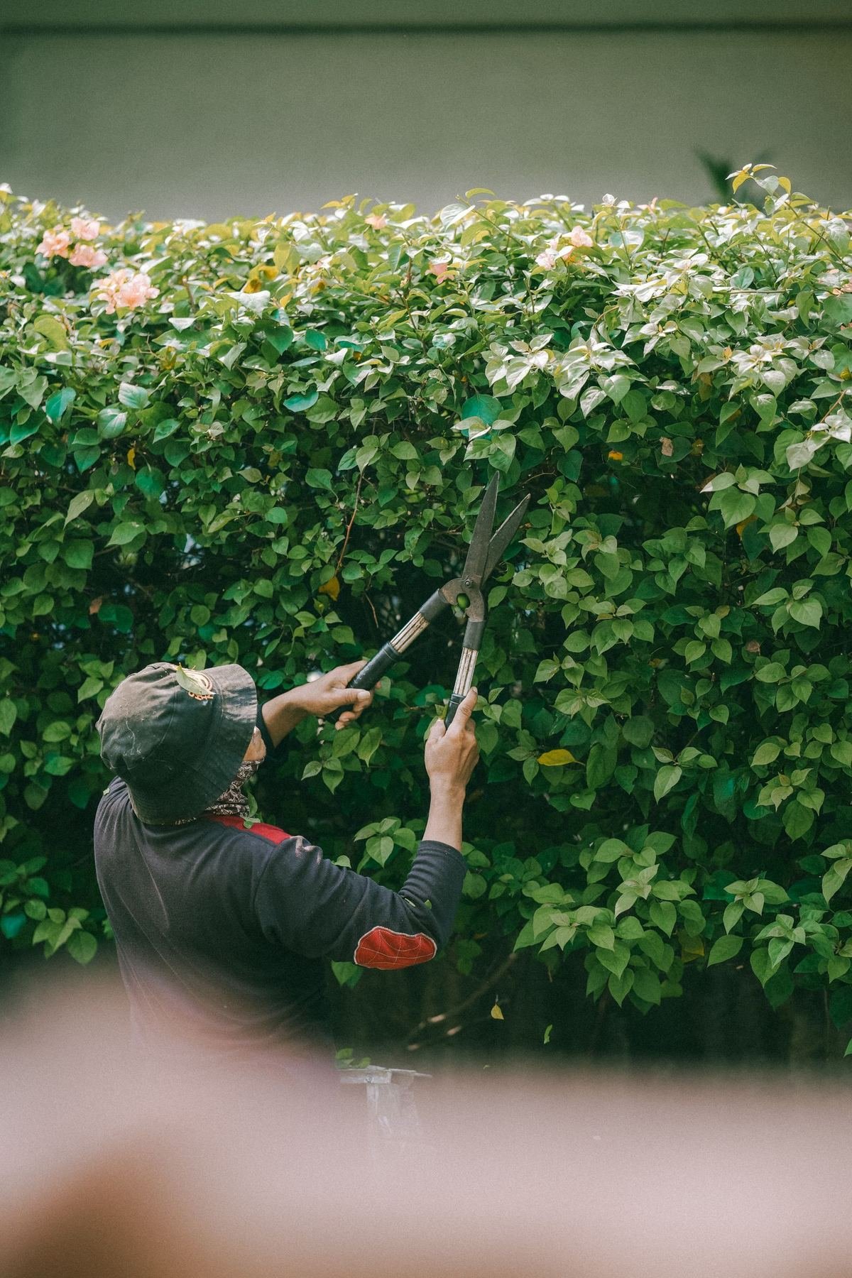 Taille de haie à la cisaille dans un jardin tropical à Trois-Bassins